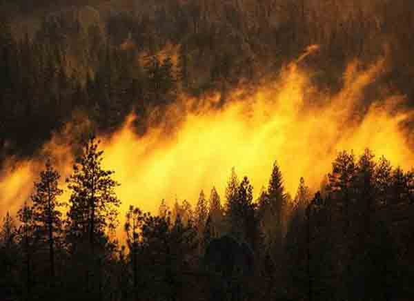 165 incendies de forêts ravagent 456 hectares depuis début juin