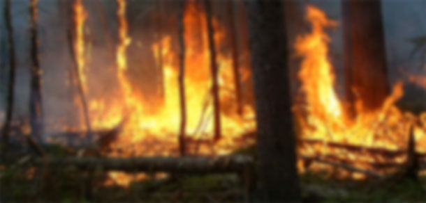 Placement dans un centre d’accueil à Jendouba de 2 adolescents impliqués dans des incendies de forêt