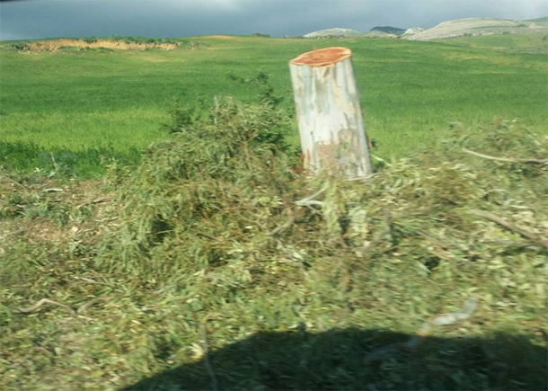 Eucalyptus abattu sur la route du Kef