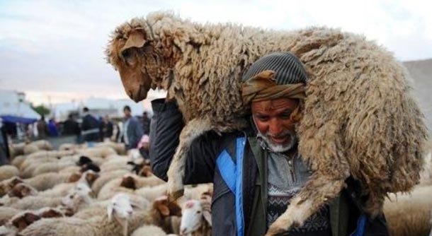 Entre agriculteurs et ''Guachara'', tout savoir sur les prix des moutons ... - Tuniscope