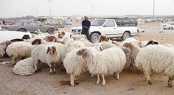 القبض على عصابة سرقة أغنام في النفيضة