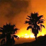 Incendie à l'oasis de Tora: 320 palmiers et 100 arbres fruitiers détruits