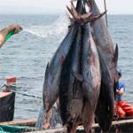 T�boulba-Monastir : Saisie de 500 Kg de thon rouge 