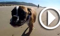 En vidéo : Le chien handicapé qui n’avait jamais vu la mer…