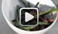 Koujinetna : Salade chinoise