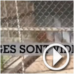 En vidéo : Un zoo vend ses animaux à Gaza, faute de moyens pour les nourrir