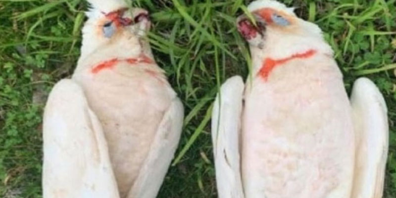 أستراليا: هلع بسبب طيور تنزف وتتساقط من السماء