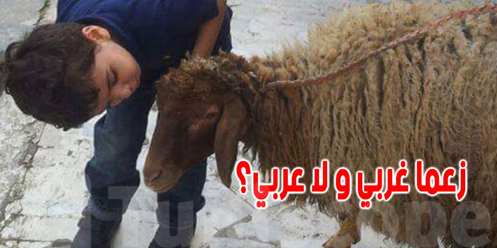 العيد الكبير قرب : شنوا الفرق بين ''العلوش الغربي'' و'' العلوش العربي''؟