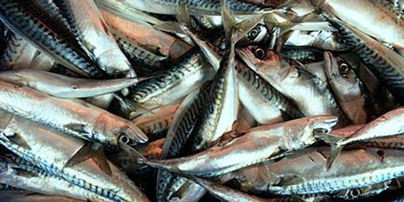 Manger du poisson réduirait le risque de cancer colorectal
