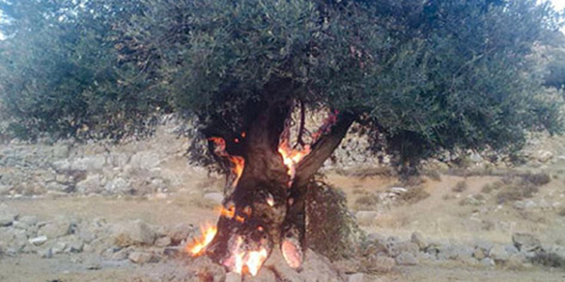 Après les champs de céréales, les incendies ravagent les oliviers