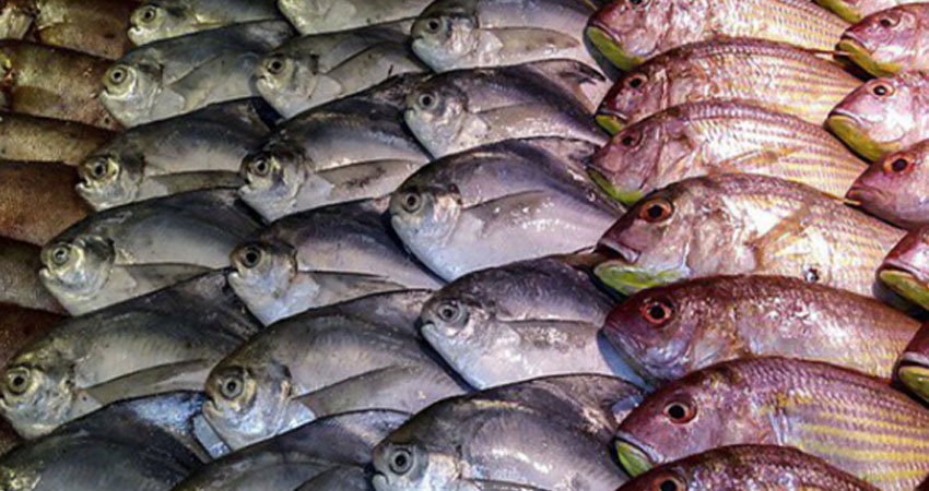 قيمة صادرات منتوجات الصيد البحري تتطور بـ24 % موفى نوفمبر 2017