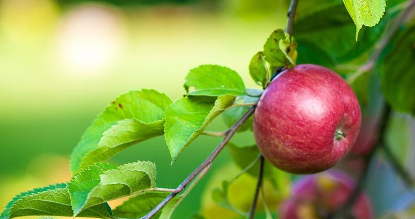 توقعات بإنتاج 70 ألف طن من التفاح خلال الموسم الحالي