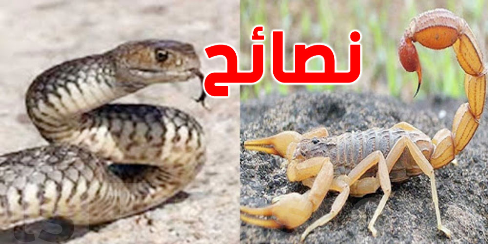 نصائح للوقاية من لدغة العقارب والثعابين في الصيف 