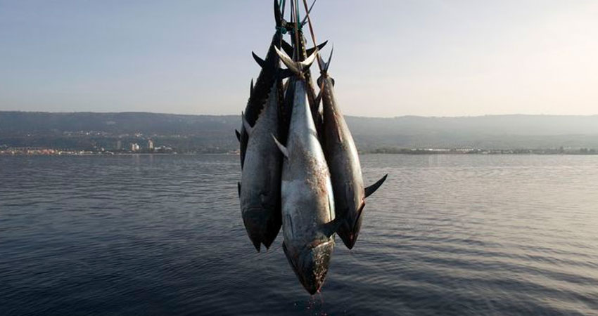 تونس تحصل على حصّة إضافيّة من صيد التن الأحمر بحجم 121 طنا