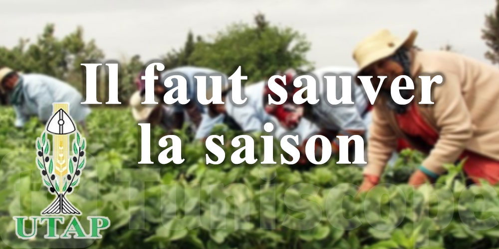 L'UTAP appelle le ministère de l'Agriculture à prendre des mesures urgentes pour sauver la saison