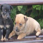 Canine Tunisie : un site de e-commerce pour les chiens