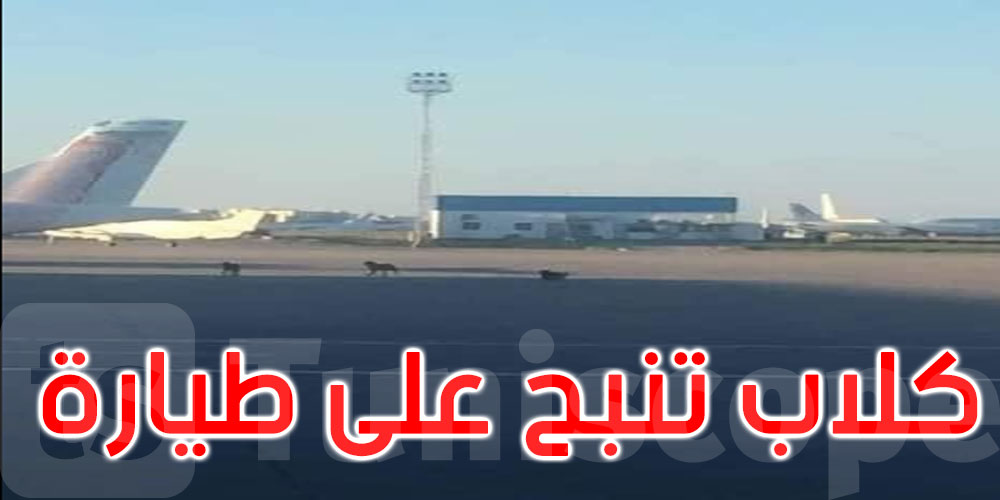 صورة اليوم: كلاب تنبح على الطيارة في مطار تونس قرطاج