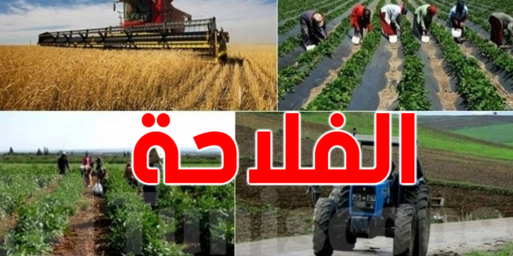 توقعات بتسجيل الفلاحة خسائر متباينة بسبب الأساليب الحالية المستخدمة والتغيرات المناخية