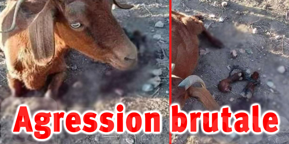 Tunisie : Agression scandaleuse d'une chèvre : Une plainte a été déposée