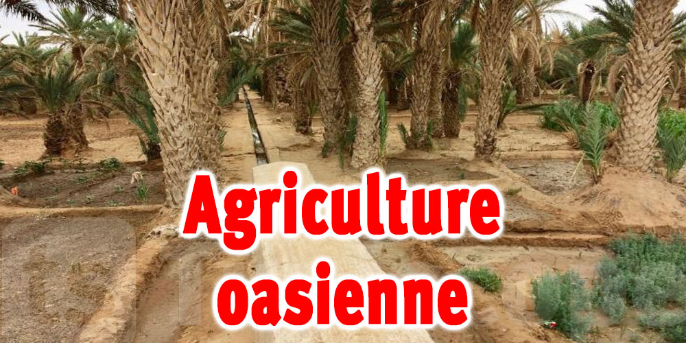 Kébili: La promotion de l'agriculture oasienne, au cœur de la campagne des candidats de Souk Lahad