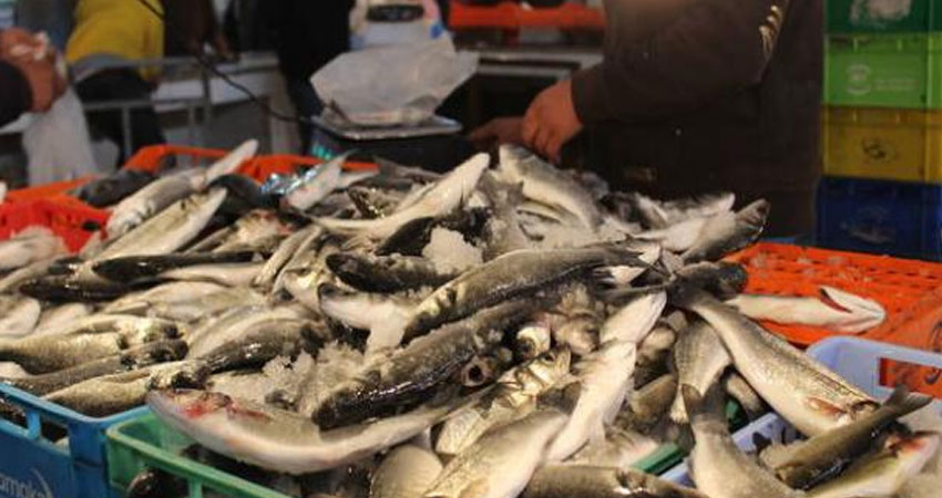 وزارة الفلاحة :ارتفاع في صادرات الصيد البحري بـ 44.23%
