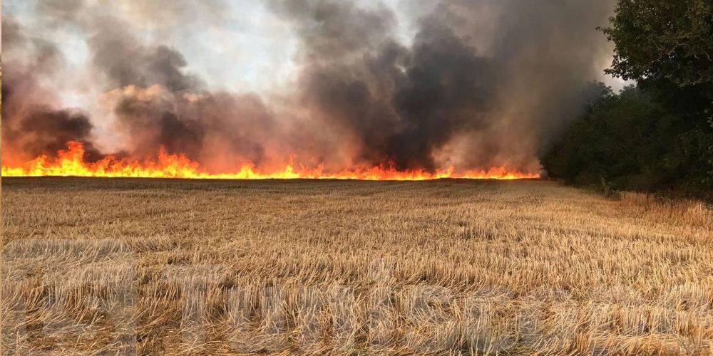 Tunisie : 132 incendies ont ravagé des terres agricoles