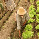 Gabès : Augmentation de 6 pc de la production agricole en 2015 selon les estimations