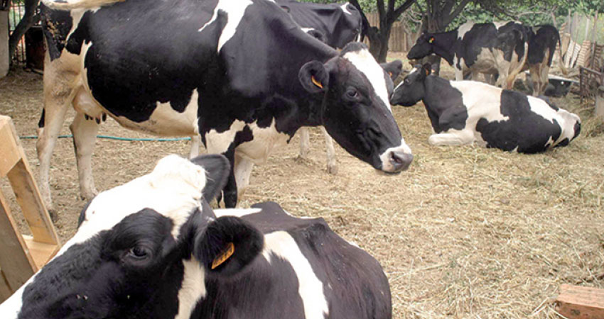 وزارة الفلاحة توضح الإستراتيجية الوطنية لتطهير القطيع من سل الأبقار