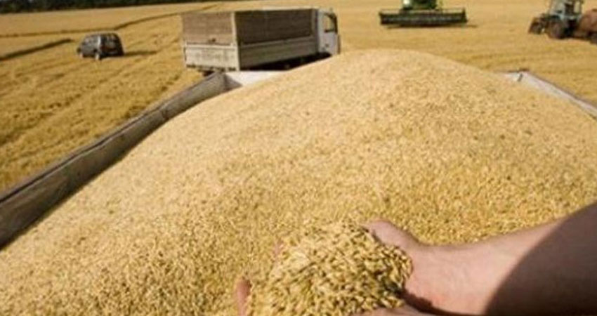 وزير الفلاحة يعلن عن اجراءات عاجلة لإنقاذ صابة الحبوب