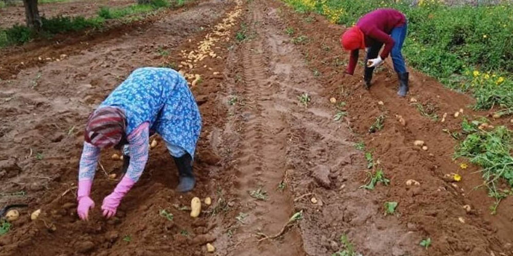 3 % فقط من العاملات في الفلاحة يتمتعن بالتغطية الاجتماعية