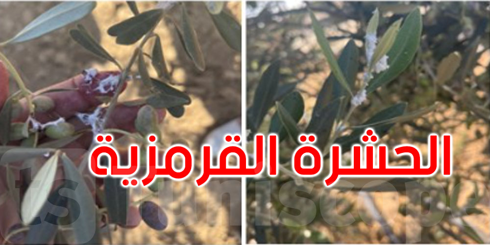انتقال الحشرة القرمزية من التين الشوكي الى أشجار الزيتون: وزارة الفلاحة تنفي وتوضح