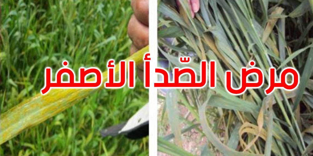 مرض الصدأ الأصفر ببعض مزارع القمح الصلب: هذه توصيات وزارة الفلاحة