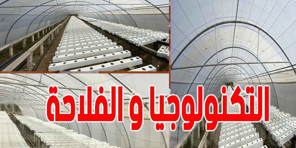 تقاوم شح المياه : استخدام نظام الزراعة المائية في سيدي ثابت