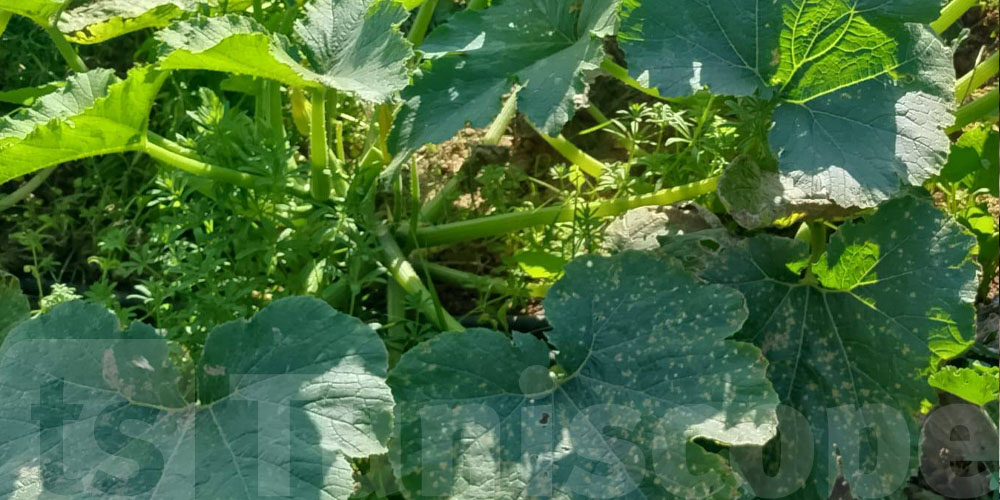 Conditions extrêmes annoncées : les agriculteurs appelés à agir vite