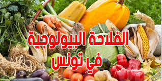 الفلاحة البيولوجية : صادرات تتجاوز المليار دينار ونسبة تفوق المعدلات العالمية