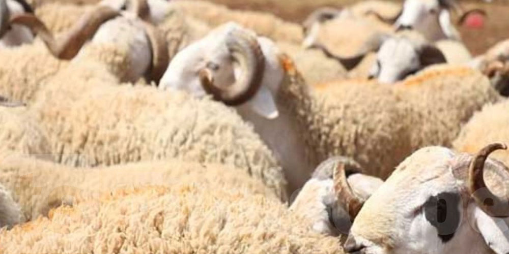   3000 أضحية محلية لدعم السوق خلال عيد الأضحى 