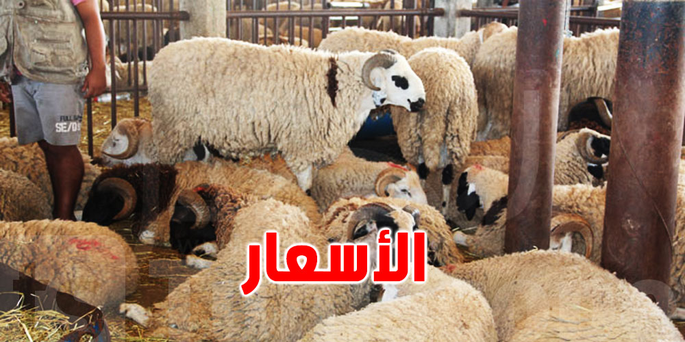 تونس: أسعار أضاحي العيد المتوقعة