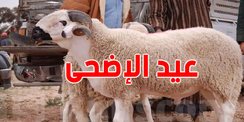الكاف: عدد الأضاحي لهذه السنة لا يتجاوز 56 ألف رأس غنم