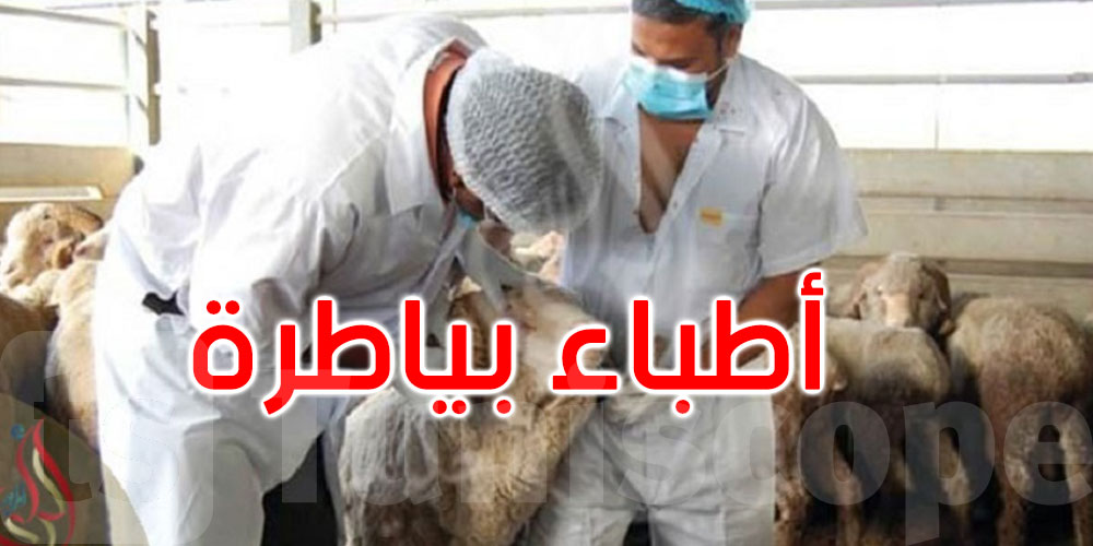  عيد الأضحى : 286 اتصالا هاتفيا على الأرقام المباشرة للأطباء البياطرة