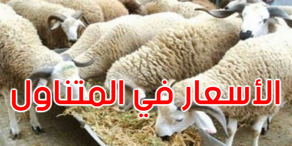 اتحاد الفلاحين: سيتم توفير حوالي 1.6 مليون خروف في السوق بمناسبة العيد