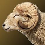 Les prix des moutons en hausse cette année !