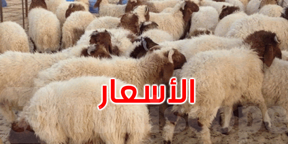 أسعار أضاحي العيد قد تصل إلى ألفي دينار..اتحاد الفلاحة على الخط