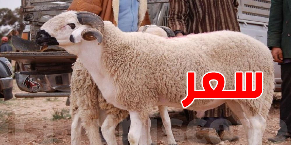هذه هي أسعار أضاحي العيد بالقصرين