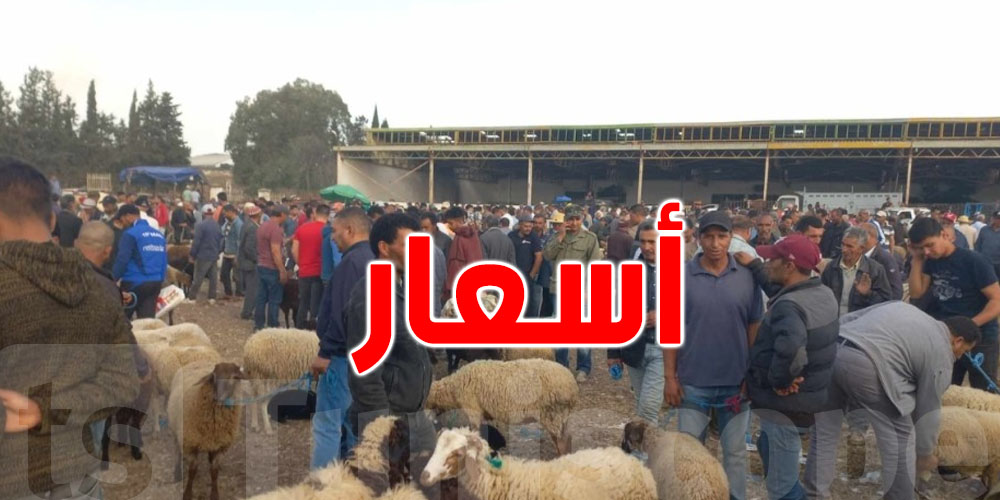وزيرة التجارة : شركة اللحوم غير قادرة على إستيراد الأغنام