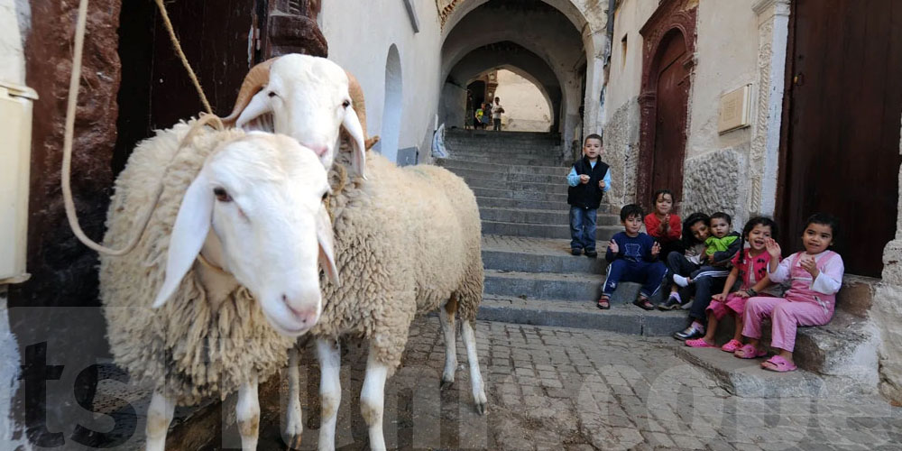 عاجل - بلدية تونس تحسم الجدل: أماكن مخصصة للأضاحي.. ''العلوش'' مش في الدار