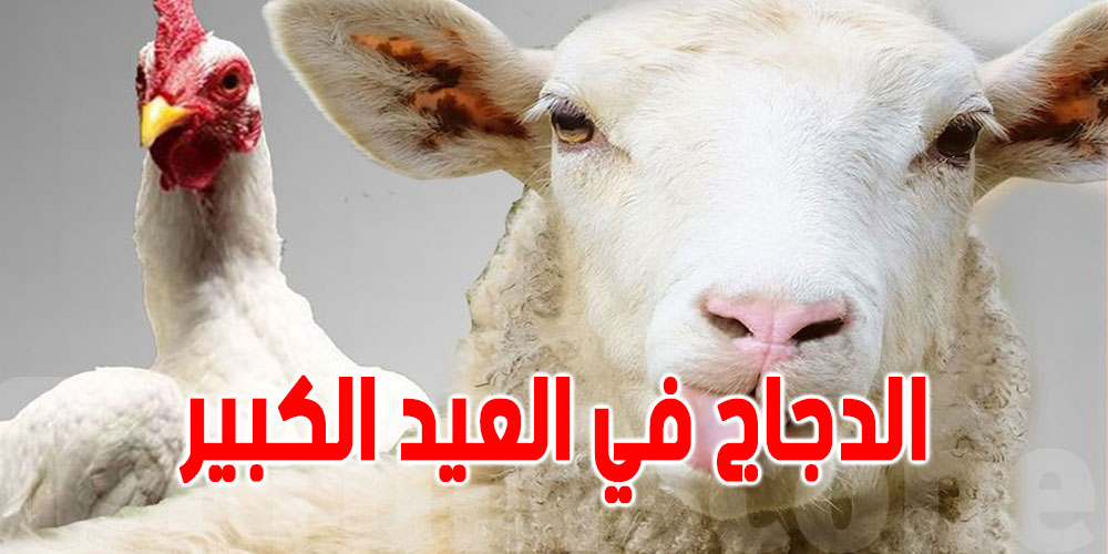 التوانسة يشريو الدجاج في ''العيد الكبير'' أكثر من رأس العام