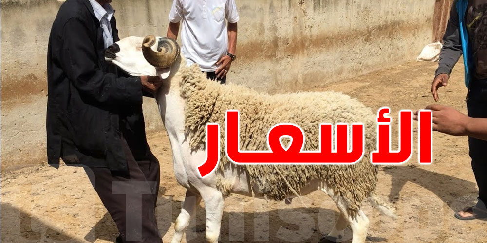 وزير الفلاحة: أسعار أضاحي العيد معقولة