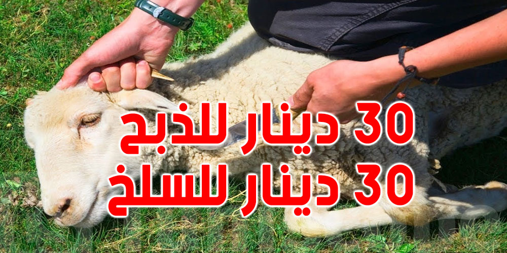 تونس: بـ64 دينار فقط...تروّح بعلّوشك حاضر للدار
