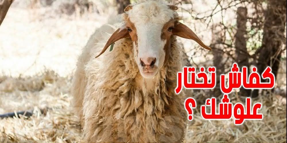 رد بالك! هاذم أهم علامات العلوش الصحي قبل الشراء