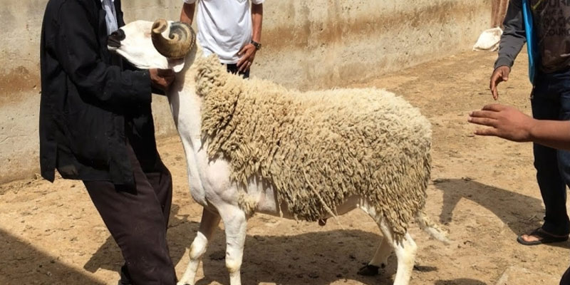 لهذه الأسباب سيكون عيد الإضحى يوم الأحد 11 أوت 2019